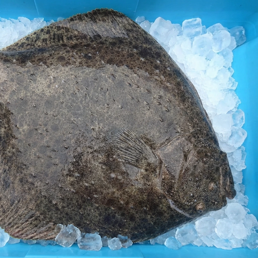 Rèmol empetxinat gros