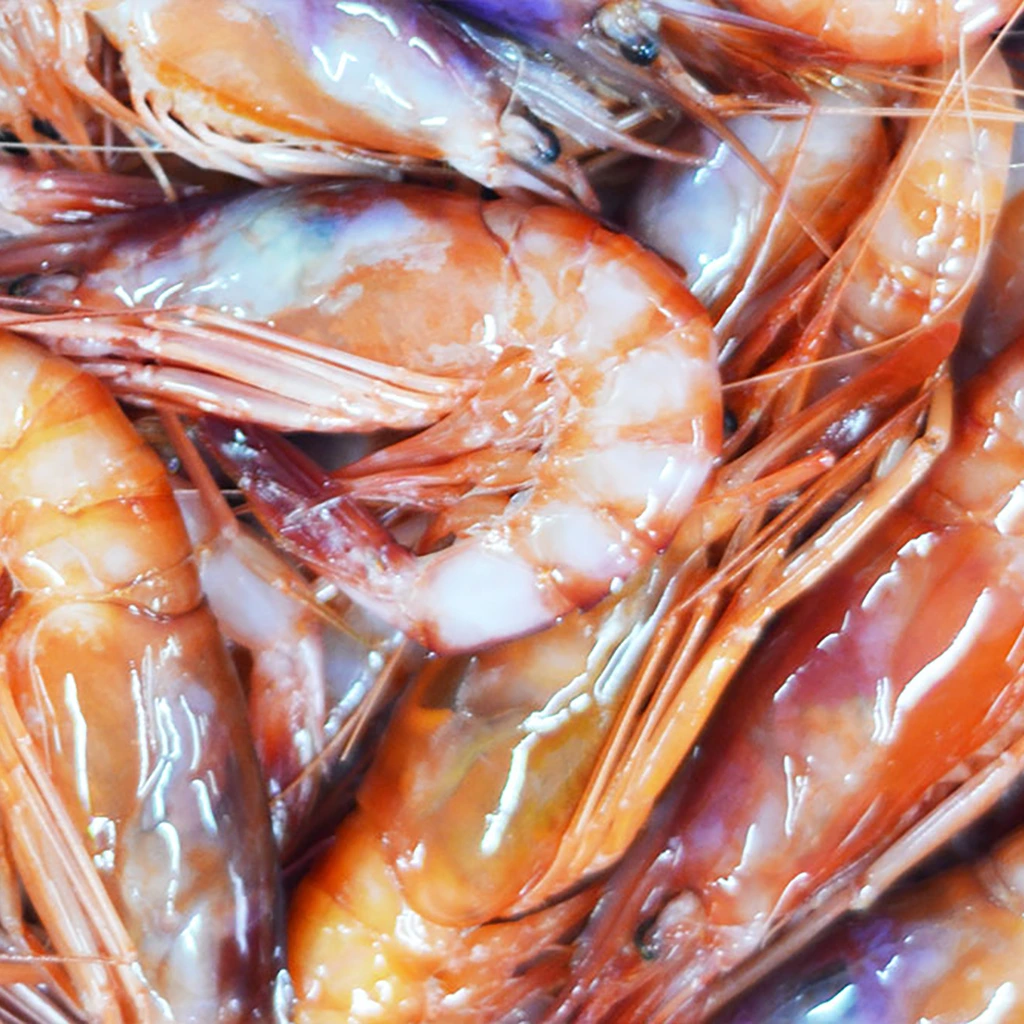 Gamba roja mitjana