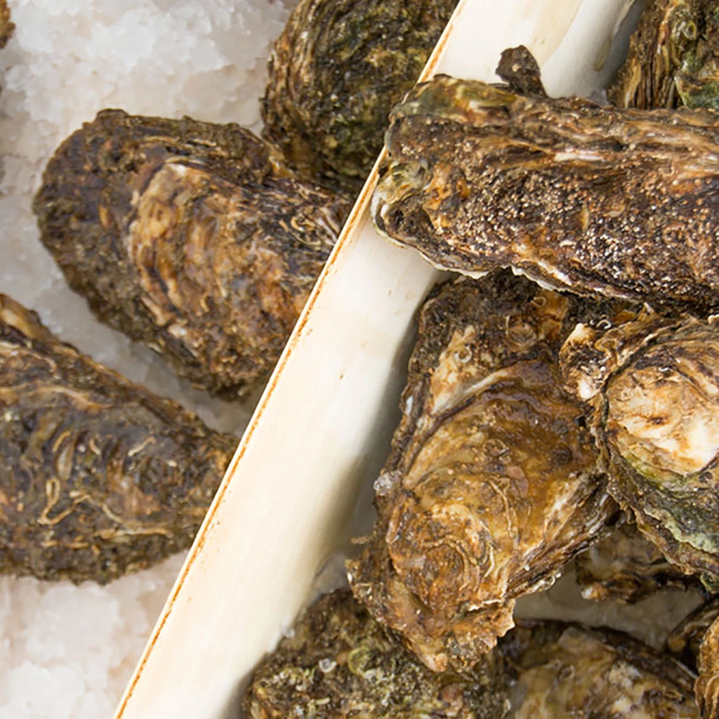 Ostró del delta mitjà