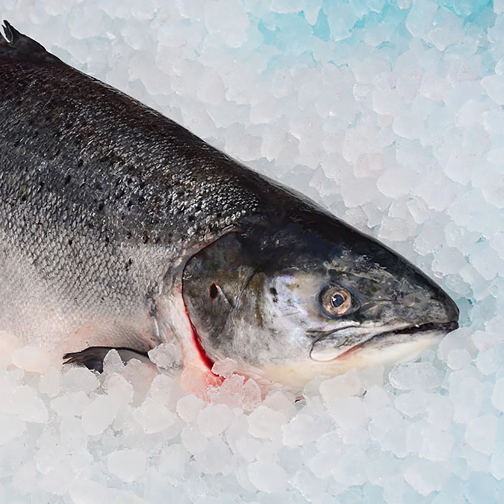 Salmó noruec (preu pes net, sense cap ni espines)