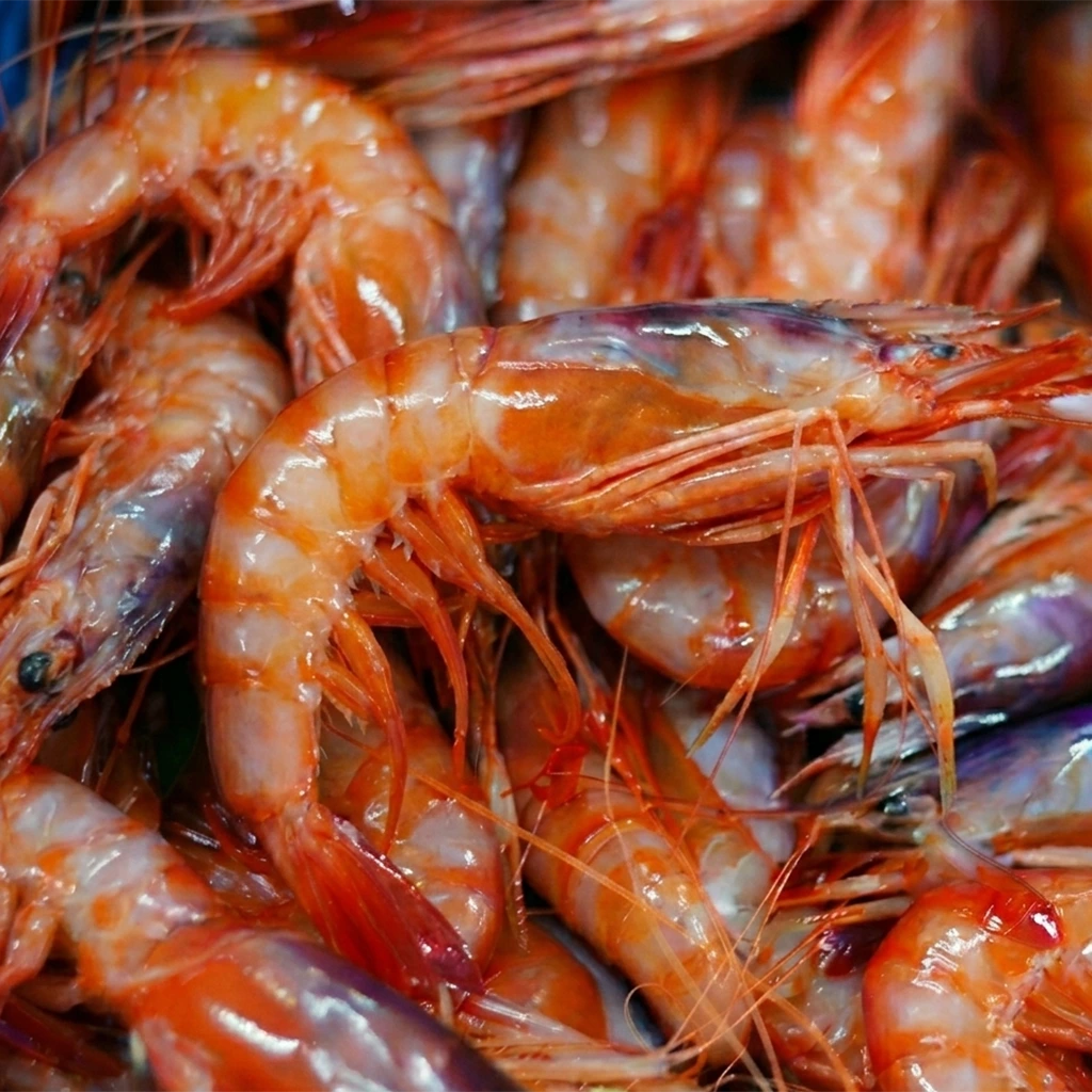 Gamba roja mitjana